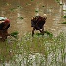 Eight Vidarbha farmers committed suicide in the last four days, say activists