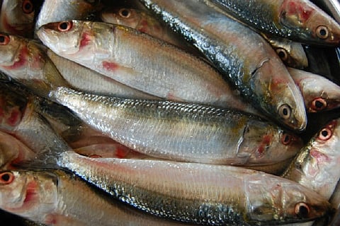 Hyderabad’s fish contain high level of arsenic and other heavy metals 
