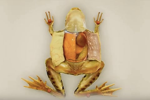 Indian 'Froggipedia' becomes iPad App of Year: Apple