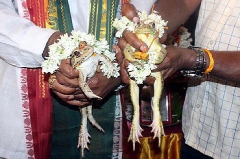 Now, a frog wedding in Udupi to ‘appease rain god’, complete with mangalsutra and lunch