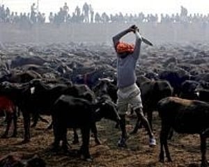 The 'world's largest animal sacrifice' in praise of Goddess Gadhimai in Nepal