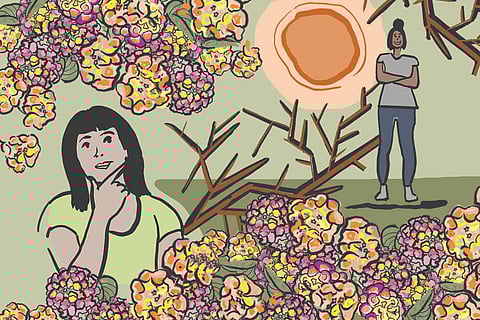 The beautiful, dangerously invasive weed called Lantana: An illustrated story