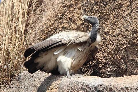 Long-billed vulture