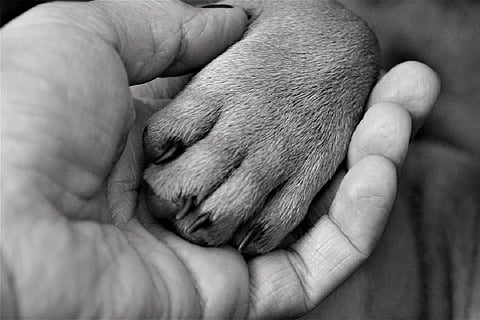 A person holding a dog's paw in his hand 