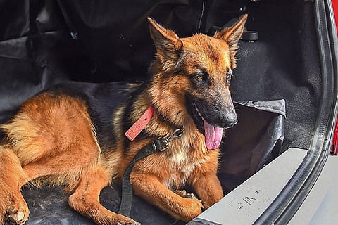 Can pets transmit coronavirus to humans? No evidence so far, say experts