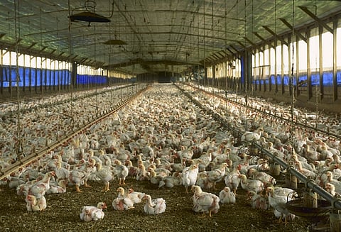 Chicken that are about to be culled due to Bird Flu