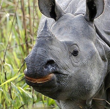 A northern white rhinoceros dies, only five more remain worldwide