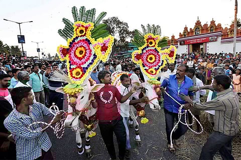 Festive spirit across Karnataka as state celebrates Sankranti harvest festival