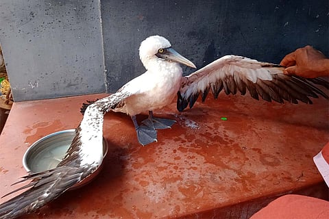 The masked booby found at Kuzhupilly beach area