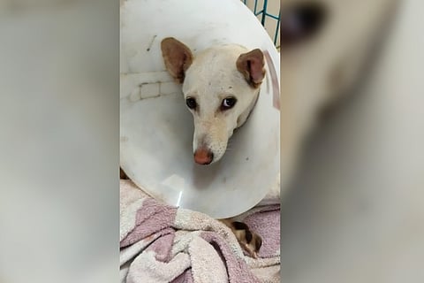 Snoozy, the dog who fell from the second floor onto sharp rails