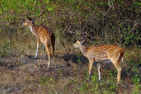 Nine rescued deer die at Guindy National Park in two months