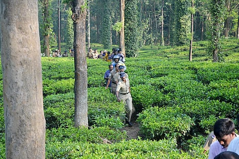 Tea estate worker mauled to death by tiger near Ooty 
