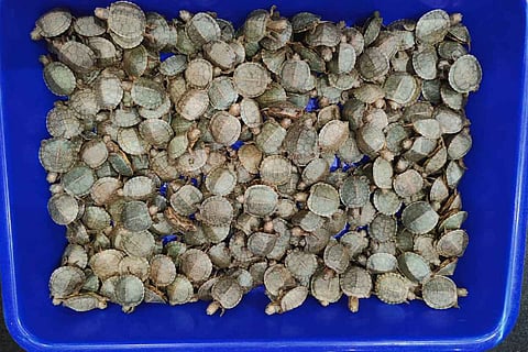 Turtles seized at the airport