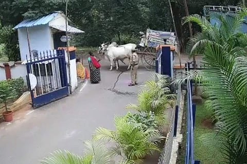 Telangana farmer fined Rs 100 after his ox urinates in front of govt office 