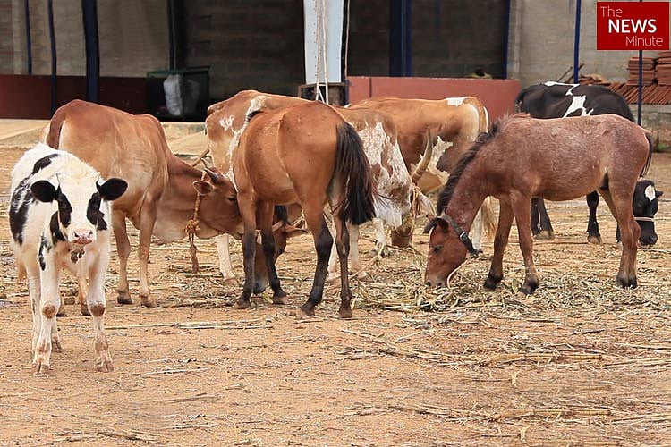 A second chance: These abandoned animals get a shot at a better life