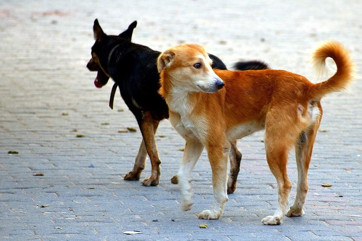 Japanese and Kenyan sports coaches bitten by street dogs in Delhi