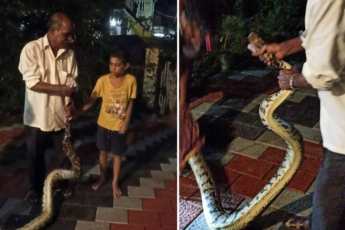 Python attacks Karnataka boy, the 10-year-old kicks it on its head to ...