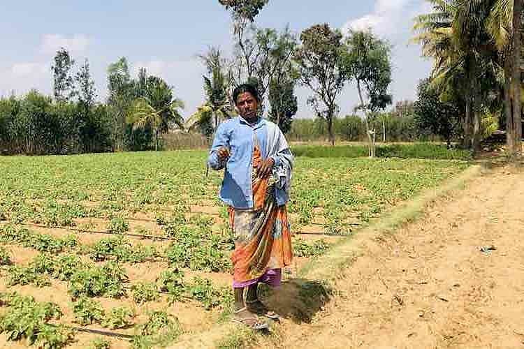 Droughthit farmers in Kolar grow crops with treated wastewater, but is