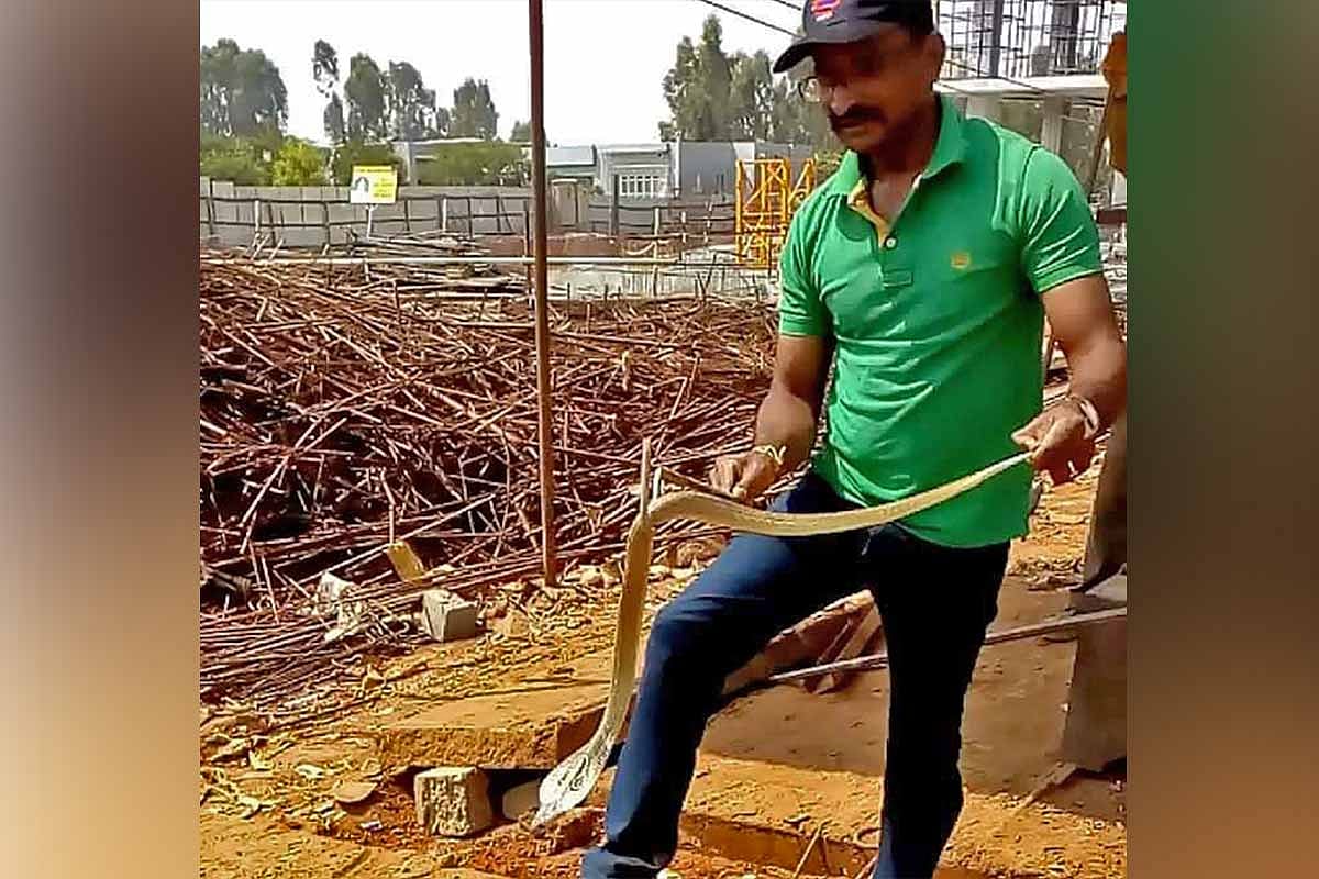 With rains and lockdown, Bengaluru’s snake catchers become a busy lot