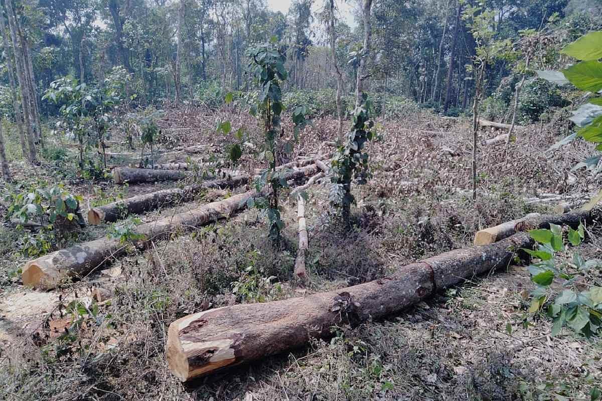 How illegal felling of centuries-old rosewood trees caused a political ...