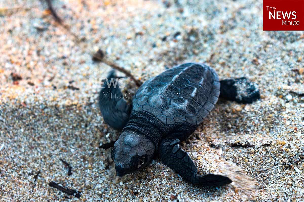 Why the Chennai Turtle Walk matters