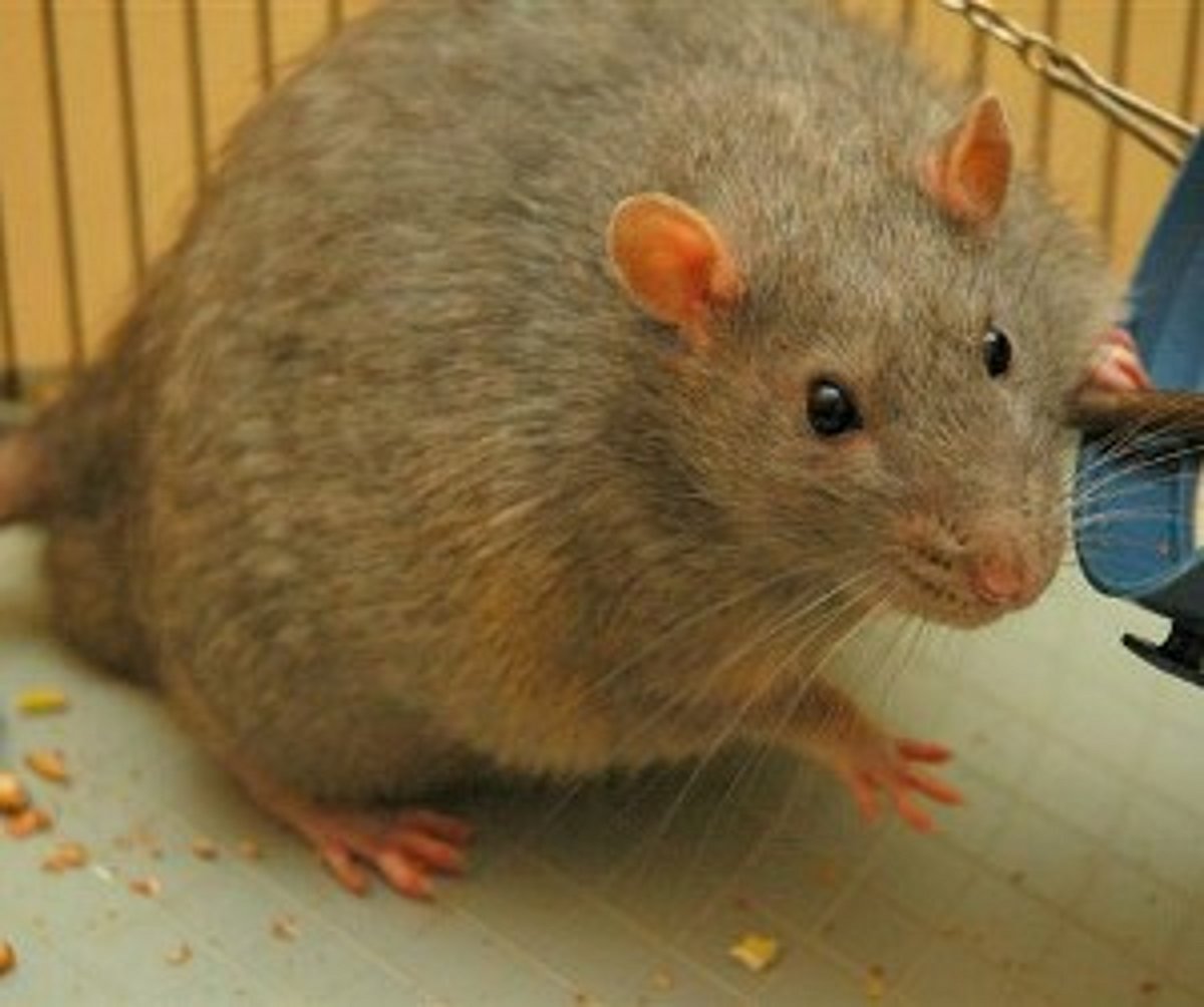 BBMP spends Rs 2 lakh to control rodents in offices, traps just 20 rats