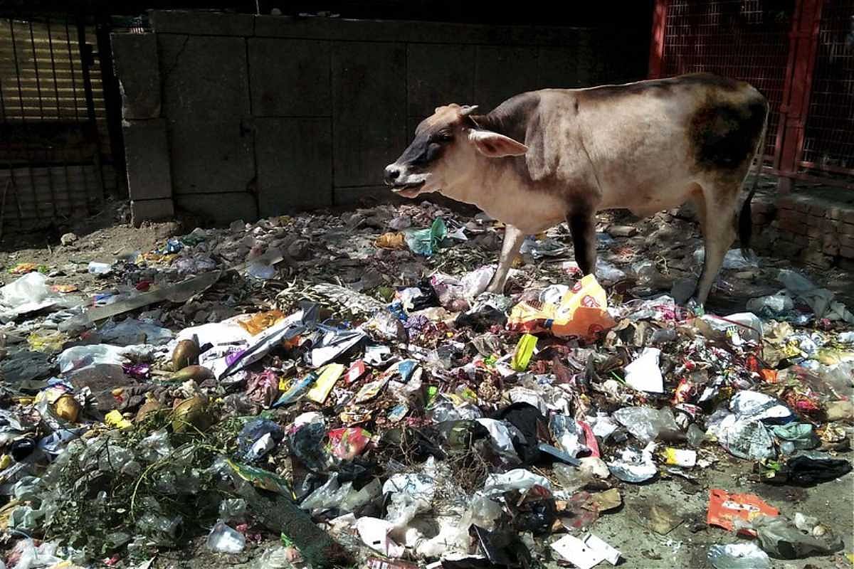 Cow goes on a rampage in Hyderabad, kills passerby