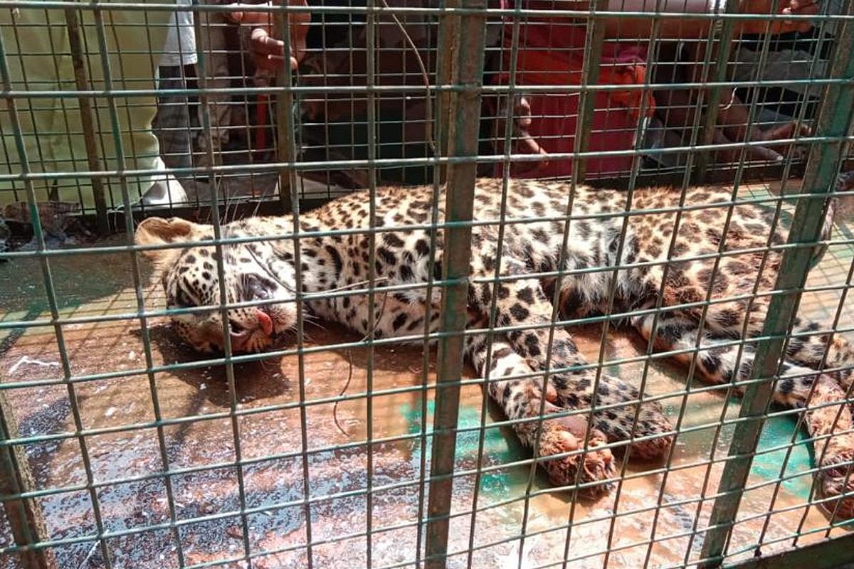 Watch: Karnataka vet performs daring rescue of leopard from a well