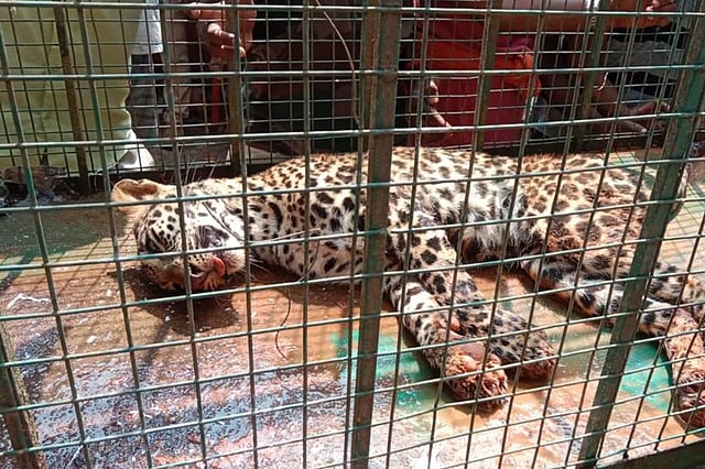 Watch: Karnataka vet performs daring rescue of leopard from a well