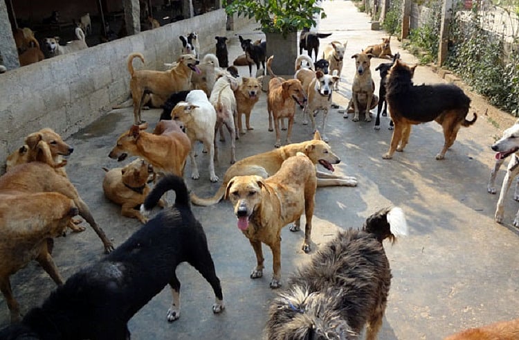 Man disappears abandoning 8-year-old son and 26 dogs