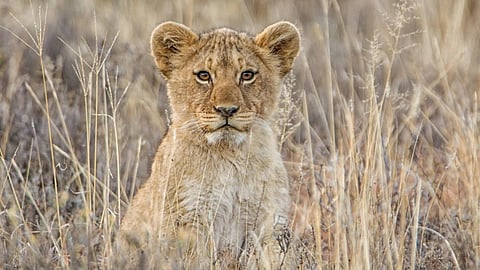 Emirates SkyCargo Fights to Keep Wildlife Wild 