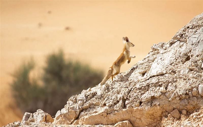 Emirates Group Supports Conservation of Fragile Ecosystems