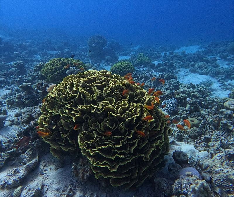 AD Ports Group Conducts Workshop on Marine Ecosystems