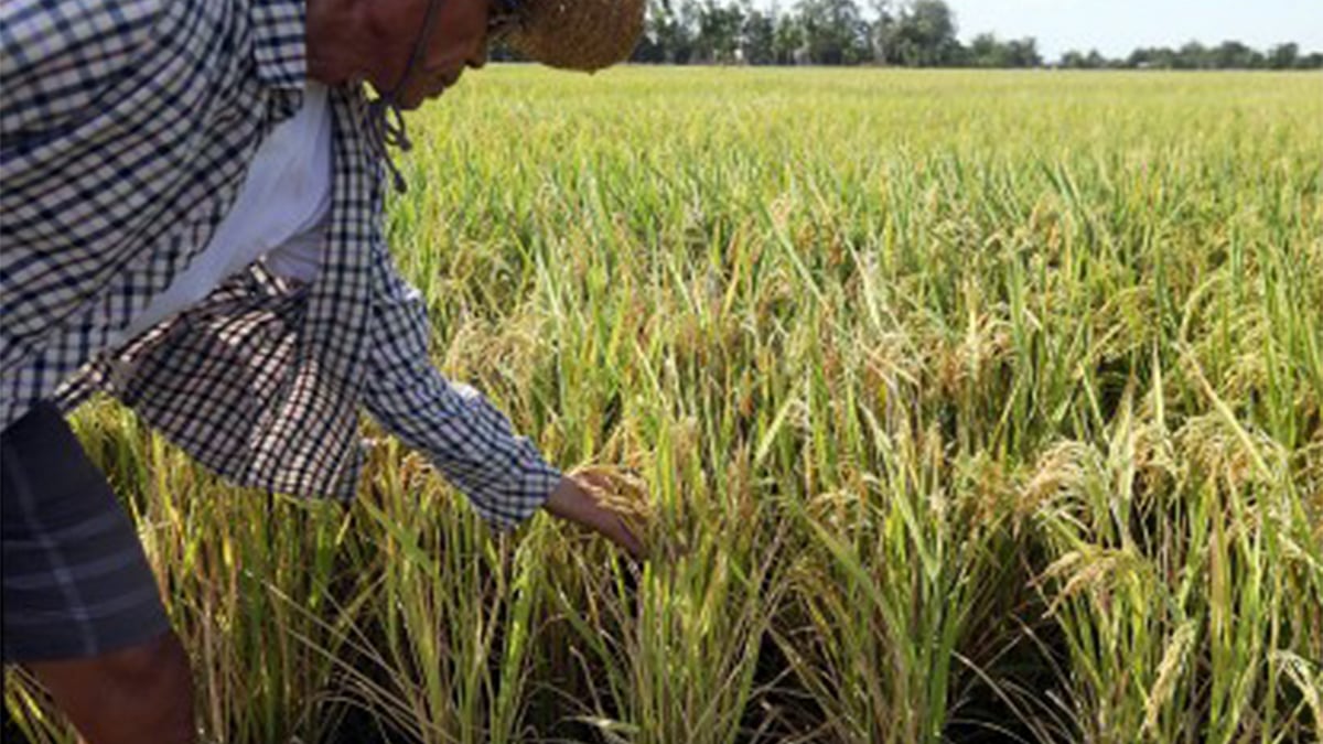 Farmers gear for El Niño - Vimarsana News