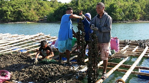 Oyster production in Pangasinan. 