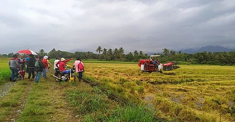 El Niño injures over P33-M worth of Antique crops