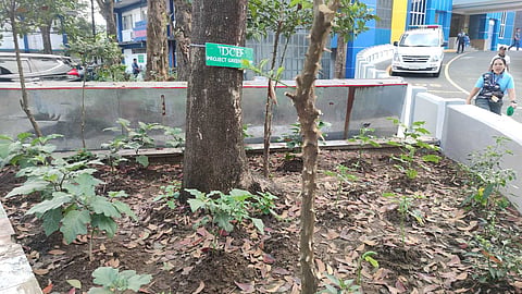 QCPD Camp Karingal goes green