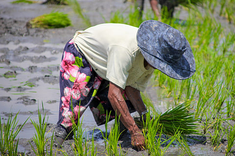 Palay prices trend lower — agri group