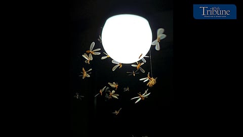 Gamo-gamo's mating dance