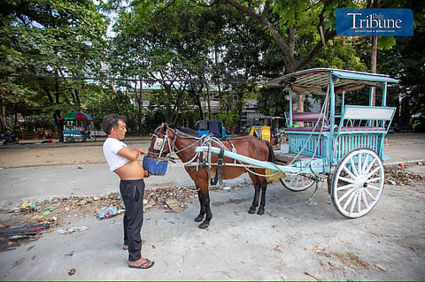 Horses need water too