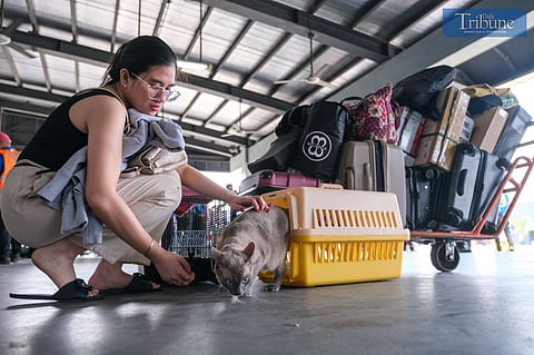 Pets on Holy Week vacation