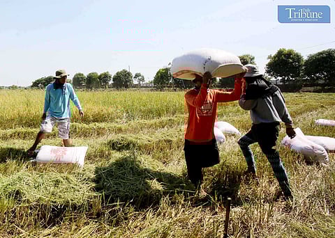 Farmers of Apalit, Pampanga