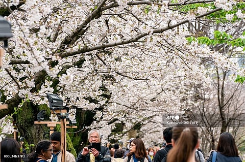 People visit to cherry blossom viewing at Chidorigafuchi, one of the moats around the Imperial Palace in Tokyo on 4 April 2024.
