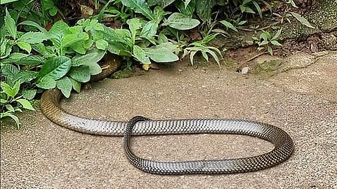 Burrowed snakes emerge amid extreme heat
