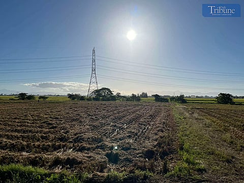 Beautiful scenery at PhilRice