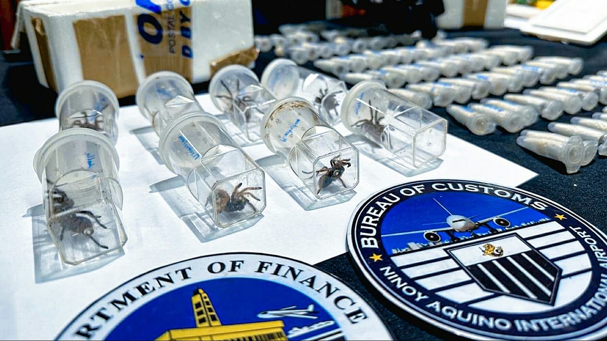 BOC-NAIA intercepts 84 live spiderlings smuggled in from Poland - Vimarsana News