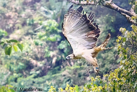 Survivor Kabugao returns to her natural habitat after recovery.