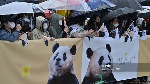Panda fans wait for giant panda Fu Bao during a farewell ceremony at Everland Amusement Park in Yongin on 3 April 2024. Fu Bao, a female giant panda born in South Korea's Everland amusement park and turning four years old this year, was set to be returned to China under an international agreement.
