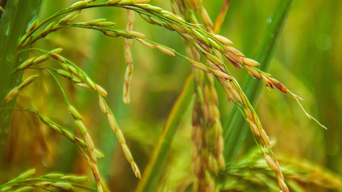 NFA bounces back from thin palay procurement - Vimarsana News