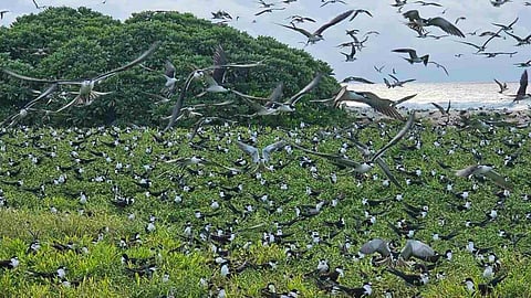 The birds of Lawak Island in Kalayaan municipality in the West Philippine Sea.